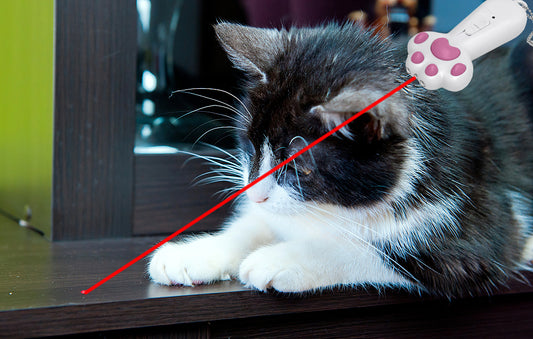 How to Choose the Best Cat Laser Toy
