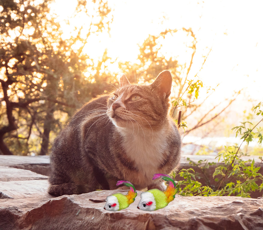 How Can Toys Improve Your Pet's Well-being?