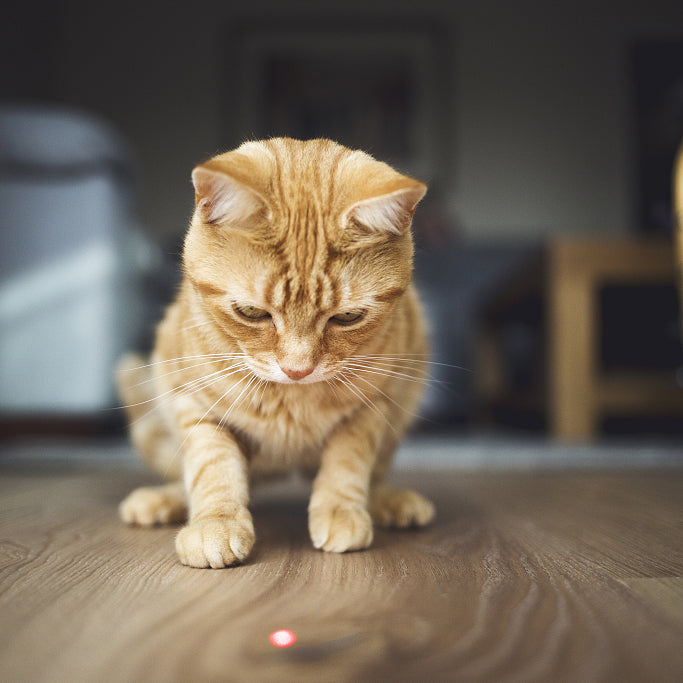 Cat Laser Pointers: More Than Just Playtime