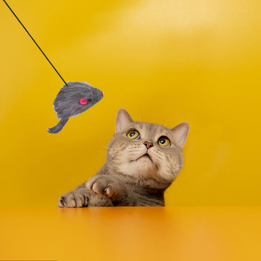 Must-Have Hanging Toys for Cats